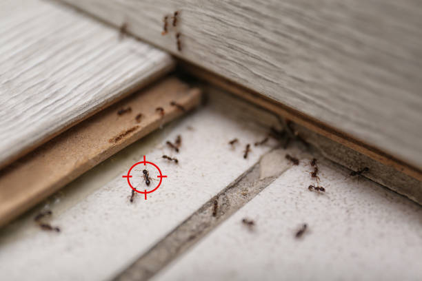 Best Exterminator Services  in Mullica Hill, NJ