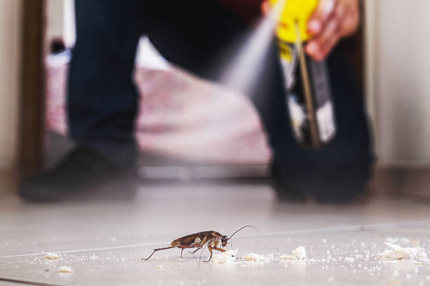 Best Flea Control Services  in Mullica Hill, NJ